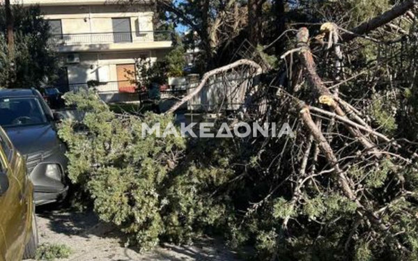 Δεκάδες δέντρα έπεσαν σε Θεσσαλονίκη και Χαλκιδική από τους ανέμους - Ζημιές σε οχήματα (βίντεο)