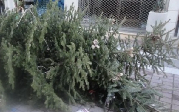 Δήμος Θέρμης: Ξεκινά η ανακύκλωση των φυσικών χριστουγεννιάτικων δέντρων