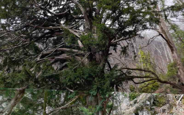 Σέρρες: Υπεραιωνόβιος ίταμος στο Εθνικό Πάρκο Κερκίνης μετρά περισσότερα από 1.000 χρόνια ζωής