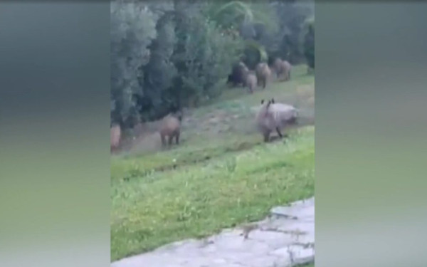 Αγέλη αγριογούρουνων μέσα σε οικισμό στη Φούρκα Χαλκιδικής