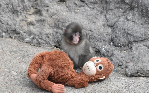 Ιαπωνία: Ο μακάκος Παντς έγινε viral και δεν αποχωρίζεται το λούτρινο ουρακοτάγκο φίλο του (βίντεο)