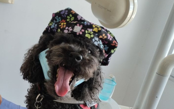 Θεσσαλονίκη: Ένα σκυλάκι βοηθάει την οδοντίατρο στις θεραπείες - Πώς η Άριελ βρέθηκε από τον δρόμο στο οδοντιατρείο