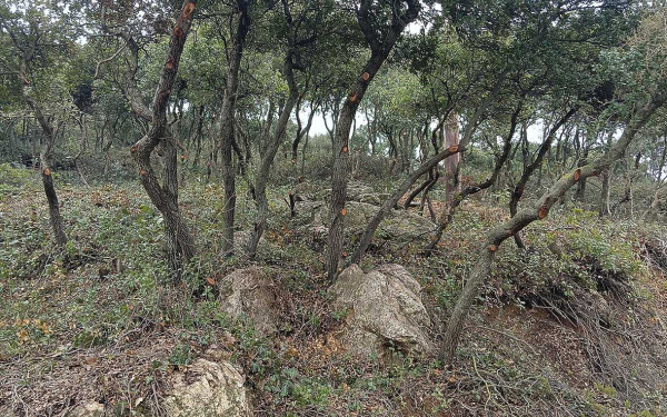 Χαλκιδική: Απαγόρευση κυκλοφορίας σε δασικές περιοχές αύριο, λόγω υψηλού κινδύνου πυρκαγιάς