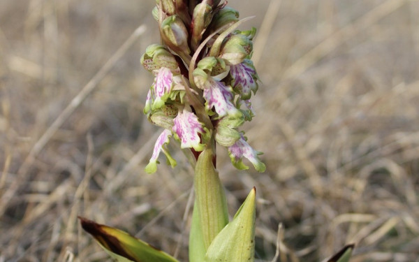 Το βορειότερο σημείο εμφάνισης ενός είδους ορχιδέας καταγράφηκε για πρώτη φορά στο Κιλκίς