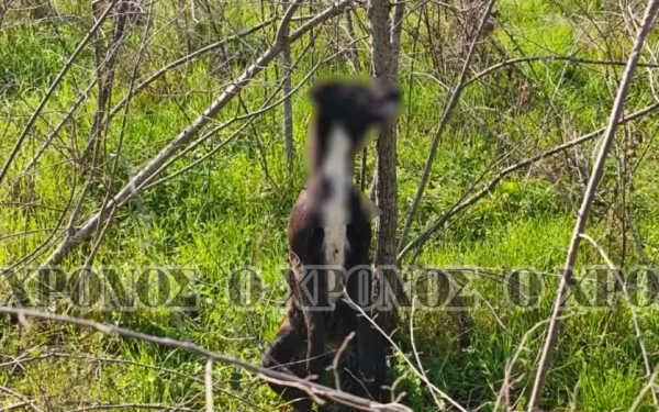 Φρίκη στην Κομοτηνή: Εντόπισαν σκύλο κρεμασμένο σε δέντρο (βίντεο)