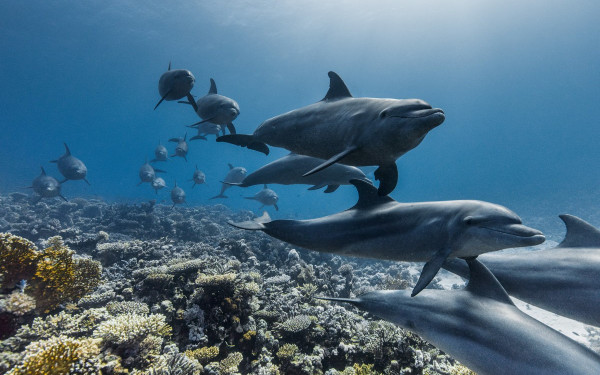 Θεσσαλονίκη: Μία ταινία στέλνει ισχυρό μήνυμα ελπίδας για το μέλλον των θαλασσών - Προβάλλεται στο Ολύμπιον με ελεύθερη είσοδο