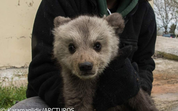 «Επιχείρηση ελευθερία» για τρεις αρκούδες, ένα τσακάλι και έναν λύκο από τον "Αρκτούρο"