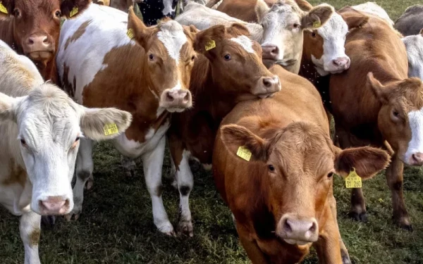 Μυτιλήνη: «Στοπ» στις σφαγές ολόκληρων κοπαδιών λόγω αφθώδους πυρετού ζητούν οι κτηνοτρόφοι - Λένε «ναι» στον εμβολιασμό