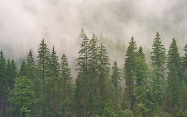 Χαλκιδική: Το ΑΠΘ «στις επάλξεις» για την προστασία του δάσους Χολομώντα