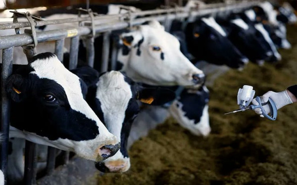 Λέσβος: «Ανάσα» 8 εκατ. ευρώ για τις τυροκομικές επιχειρήσεις λόγω του αφθώδους πυρετού