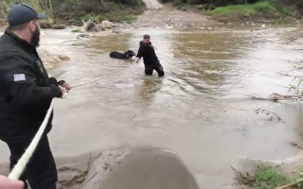 Χαλκιδική: Διάσωση δύο τσομπανόσκυλων από τον Ολύνθιο ποταμό