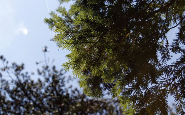 Μελέτη του ΑΠΘ αναδεικνύει την αξία του ίταμου στην ανάπτυξη αντικαρκινικών φαρμάκων