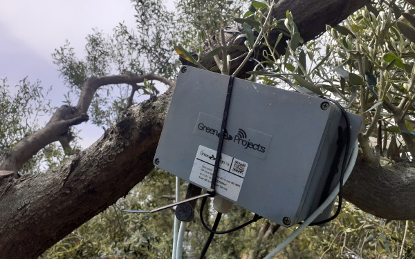 Αγουρέλαιο Χαλκιδικής: Καινοτόμo πρωτόκολλο παραγωγής «εκτοξεύει» τις δυνατότητες των ελαιοκαλλιεργητών