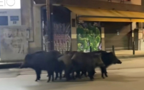 Θεσσαλονίκη: Αγριογούρουνα βολτάρουν σε κεντρικότατο σημείο, κοντά σε σταθμό του Μετρό (βίντεο)