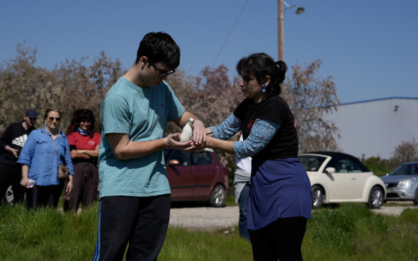 Θεσσαλονίκη: Άγρια πουλιά επανεντάχθηκαν σε Καλοχώρι και Κορώνεια