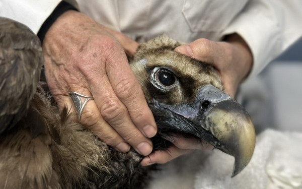 Έβρος: Ο μαυρόγυπας «Ιωάννα» επέστρεψε στη Δαδιά και ανανέωσε την ελπίδα