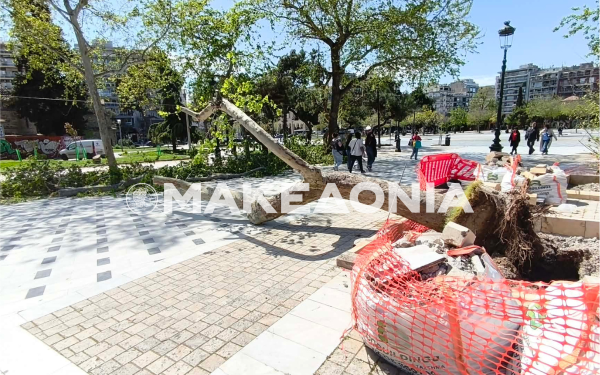 Θεσσαλονίκη: Πλατάνι 5 μέτρων κατέρρευσε από το δυνατό αέρα στην Αριστοτέλους - Κινδύνευσε παιδάκι
