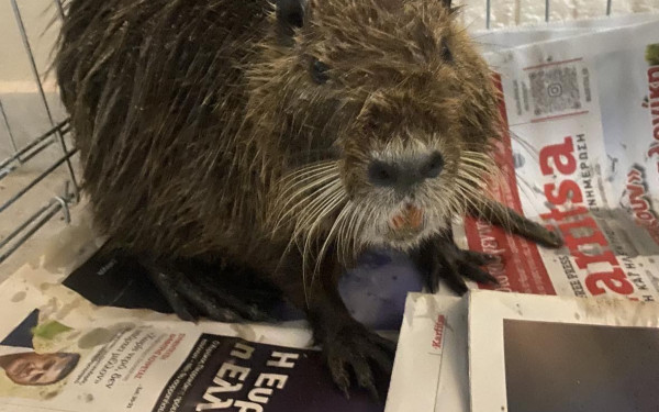 Θεσσαλονίκη: Θλιβερή εξέλιξη με τον μυοκάστορα που βρέθηκε στην Επανομή - Απέβαλε πέντε μωρά