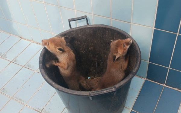 Θεσσαλονίκη: Αλεπουδάκια βρέθηκαν σε πισίνα σπιτιού στο Πανόραμα (βίντεο)