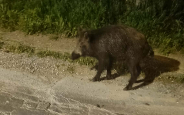 Θεσσαλονίκη: Αγριογούρουνα «κάνουν βόλτες» στον Κεδρηνό Λόφο