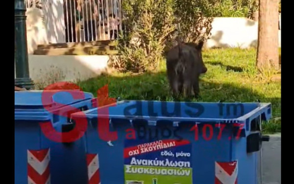 Θεσσαλονίκη: Αγριογούρουνο έκανε βόλτα στο Τσινάρι και σε πάρκο στην Άνω Πόλη (βίντεο)