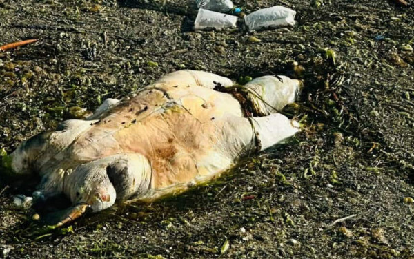 Θεσσαλονίκη: Νεκρή χελώνα ξεβράστηκε στον Θερμαϊκό μπροστά στον Λευκό Πύργο (βίντεο)