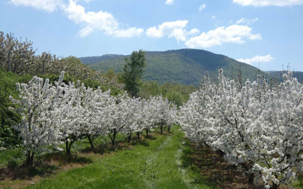 Πεζοπορία και ποδηλασία μέσα σε ανθισμένες κερασιές - Μια ξεχωριστή εμπειρία στην Πέλλα