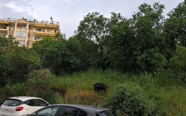 Αγριογούρουνα στις Συκιές έξω από σχολικό συγκρότημα (βίντεο)