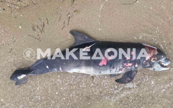 Θεσσαλονίκη: Νεκρό δελφίνι στην Επανομή - Βρέθηκε δίπλα σε κάδο σκουπιδιών (βίντεο)