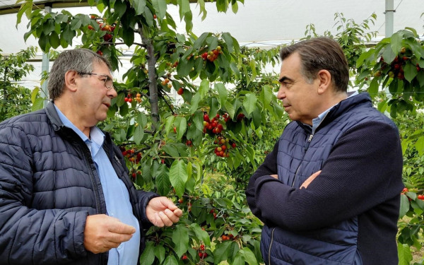 Πέλλα - Μαργαρίτης Σχοινάς: Τα κεράσια είναι ο «κόκκινος χρυσός» της περιοχής