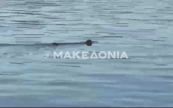 Θεσσαλονίκη: Φώκια εμφανίστηκε στον Θερμαϊκό (βίντεο)