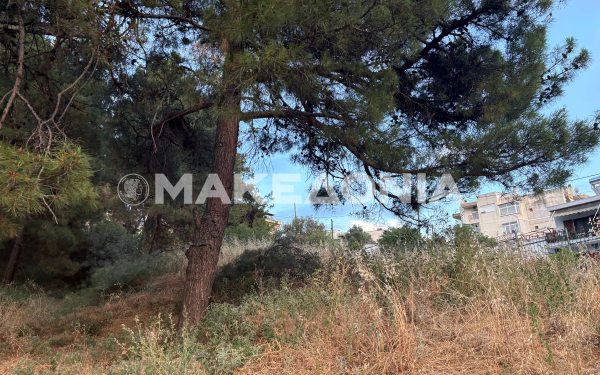 Θεσσαλονίκη: Εικόνα εγκατάλειψης στο Άλσος Μετεώρων – Ξερά χόρτα και σοβαρός κίνδυνος πυρκαγιάς προκαλούν την αγανάκτηση των κατοίκων