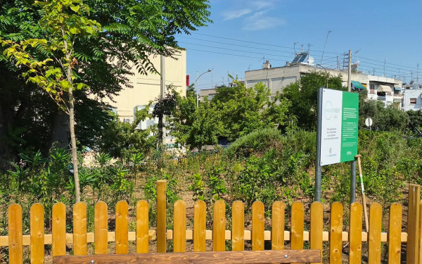 Θεσσαλονίκη: Το πρώτο της Urban Micro Forest απέκτησε η πόλη