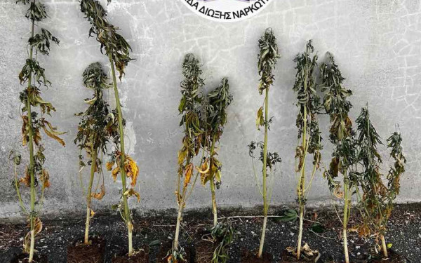 Κιλκίς: Καλλιεργούσε 26 δενδρύλλια κάνναβης και συνελλήφθη