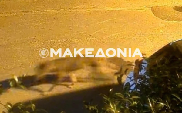 Θεσσαλονίκη: Λύκος εθεάθη σε κατοικημένη περιοχή στη Νεάπολη - Τι λένε οι ειδικοί (βίντεο)