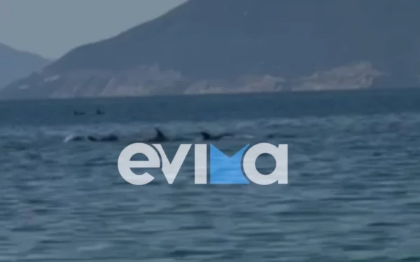 Εντυπωσιακό βίντεο από την Εύβοια με κοπάδι δελφινιών δίπλα σε λουόμενους