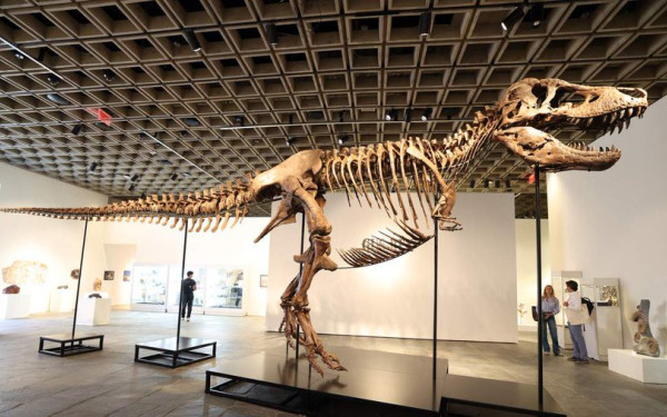 T-Rex αξίας 50 εκατομμυρίων: Ο «Γκας» έγινε το ακριβότερο απολίθωμα στον κόσμο