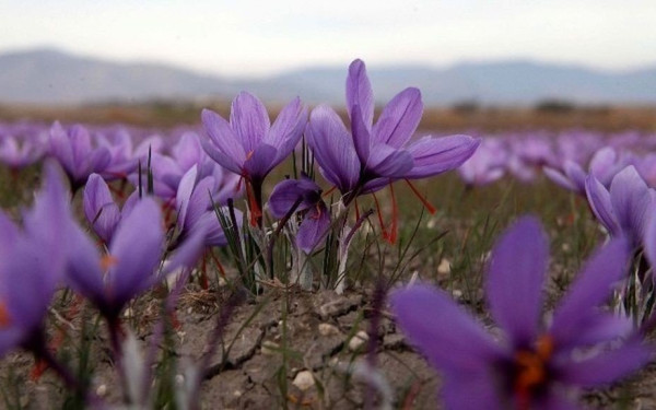 Κρόκος Κοζάνης: Η καλύτερη χρονιά για τον «κόκκινο θησαυρό», που ανθεί διεθνώς