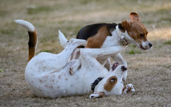 Θέρμη: Επιτέθηκε σε αδέσποτους σκύλους και συνελήφθη
