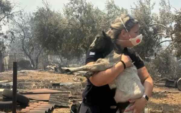 Βοιωτία: Συγκινεί αστυνομικός που έσωσε κατσικάκι από τη φωτιά (φωτο)