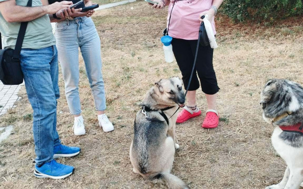 Θεσσαλονίκη: Τουλάχιστον 22 πρόστιμα σε ιδιοκτήτες ζώων συντροφιάς - Την «πρωτιά» έχει η έλλειψη κτηνιατρικού ελέγχου