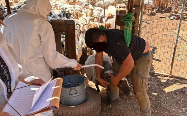 Πρώτος μαζικός έλεγχος της ΑΑΔΕ στην Κρήτη για τις αγροτικές επιδοτήσεις - 120 από τους 195 κτηνοτρόφους δεν προσήλθαν
