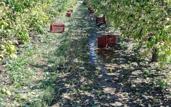 Μ. Χαρακόπουλος για χαλαζόπληκτα χωριά: Κανένας παραγωγός δεν θα μείνει μόνος του - 100% αποζημίωση και προκαταβολές 65%