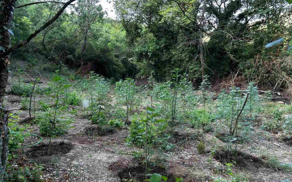 Φθιώτιδα: Έστησαν φυτεία κάνναβης με 2.000 δενδρύλλια αξίας 2 εκατ. ευρώ σε δύσβατη δασική περιοχή