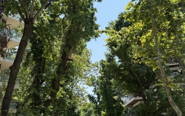 Θεσσαλονίκη - Διαμαντάκης για τις κλαδεύσεις: «Το αποτέλεσμα μας δικαιώνει - Τα δέντρα είναι ξανά καταπράσινα»