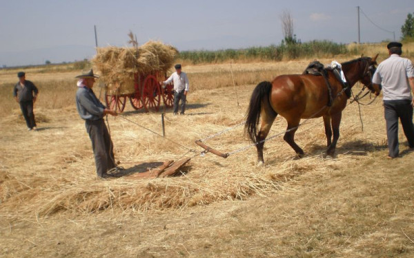 Το «χρυσάφι» του θεσσαλικού κάμπου: Η λαογραφική ιστορία του σιταριού, από το χωράφι στο παραδοσιακό αλεύρι