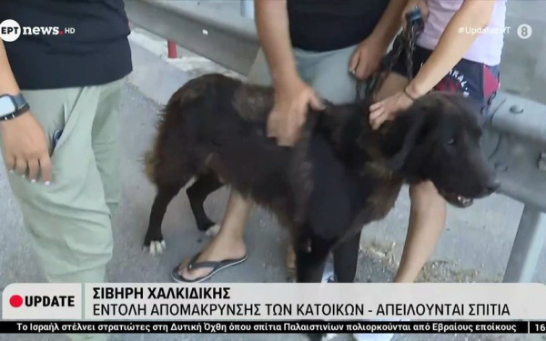 Φωτιά στη Χαλκιδική - Μαρτυρία κατοίκων: «Κάηκε το σπίτι μας, πάνε τα σκυλάκια μας...» (βίντεο)