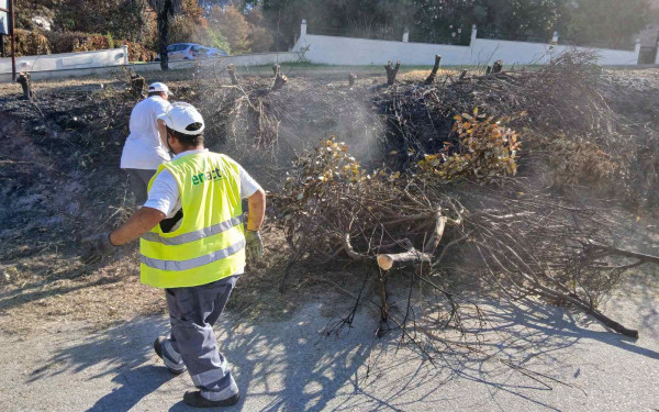 Χαλκιδική: Εκτεταμένοι καθαρισμοί στη Σίβηρη μετά τη μεγάλη πυρκαγιά