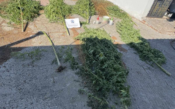 Πέλλα: Συνελήφθη 36χρονος για φυτεία κάνναβης - Εκριζώθηκαν δενδρύλλια σε αγροτική περιοχή