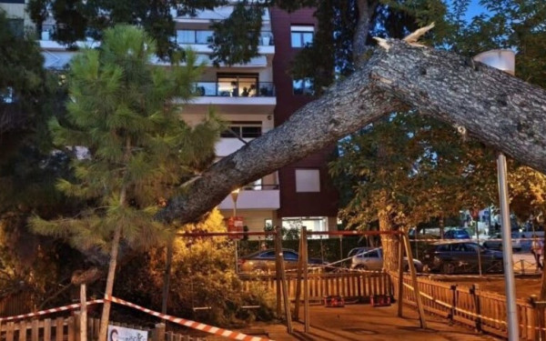 Πότε και γιατί μπορούν να κόψουν τα δέντρα οι Δήμοι
